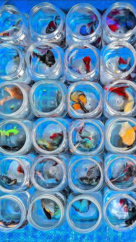 Colorful Assorted Betta Fish for Freshwater Aquarium - Various Colors ...