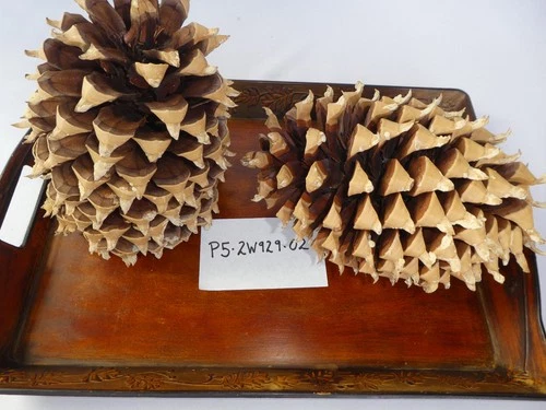 (2) COULTER Pine Cones LARGE Christmas Holidays Gift Crafts Nature HTF