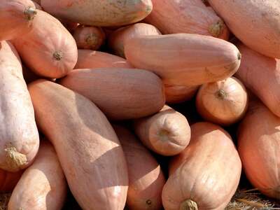 25 Jumbo PINK BANANA SQUASH Cucurbita Maxima Heirloom Winter Vegetable Seeds