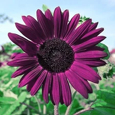 50pcs Purple Sunflower Seeds for Planting - Non GMO Heirloom Garden