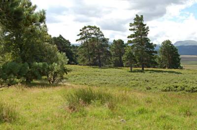 Photo 6x4 By Laggandhu Clachaig/NJ0218 Trees taking over the moorland by c2006