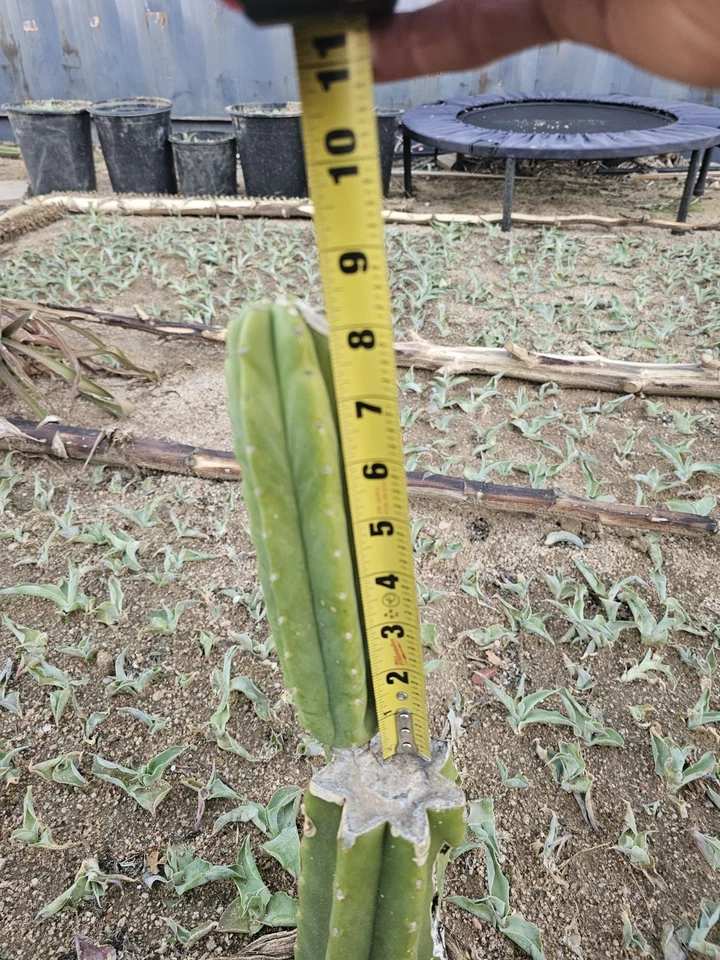 Green Columnar cactus, 8" branch - Image 2 of 4