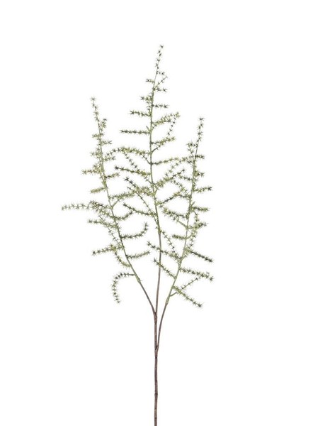 Artplants Deko Zweig Asparagus Acutifolius Zweig Hans, GrüN, 70Cm-image