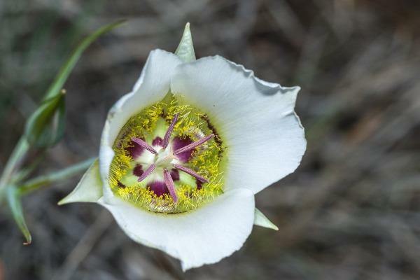 Calochortus ambiguus | Arizona Mariposa Lily | Waxy Mariposa Lily