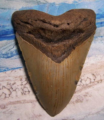 #ad MEGALODON Shark Tooth 5 1 2quot; sharks teeth HUGE jaw fossil REAL megladon SERRATED $245.00