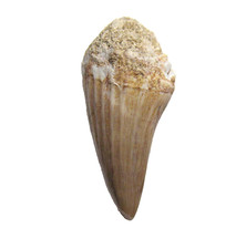 Cretaceous mosasaur reptile tooth fossil Gavialimimus ptychodon display case #2