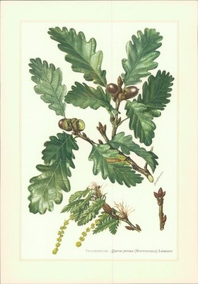 Sonderdruck. Traubeneiche - Quercus petraea (Mattuschka) Lieblein Offset-Lithogr