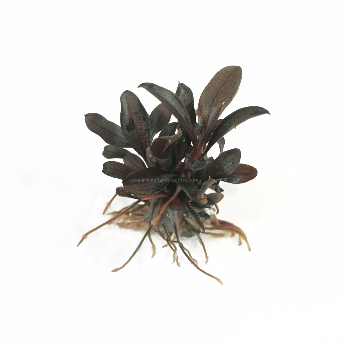 Bucephalandra Red Mini | Aquarium Plants Factory® | eBay