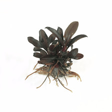 Bucephalandra Red Mini Aquarium Plants Factory