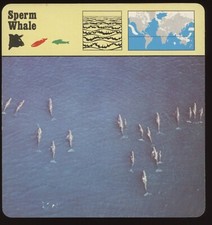 Sperm Whale  Safari Cards Rencontre Mammals