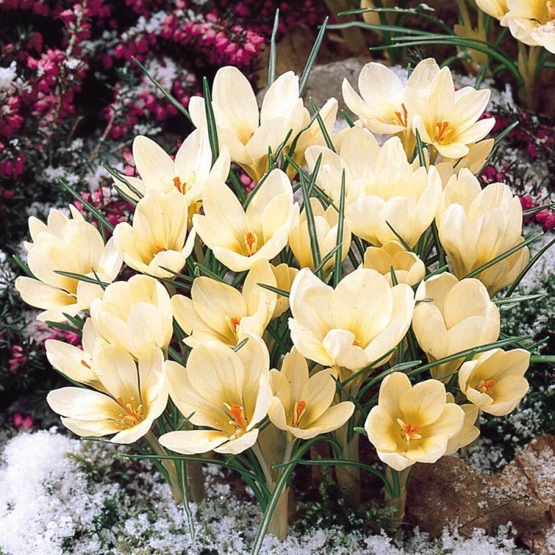 25pc CROCUS SAFFRON SEEDS Garden Plant Flower exotic USA sel