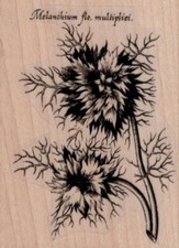 Melanthium Flo, Multipliei 2 1/4 x 3" Rubber Stamp, Plants Stamp, Flowers, Trees