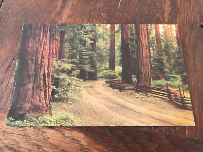 Redwood Forest Ancient Sentinels Redwood Highway California Postcard