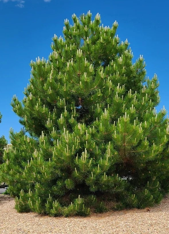 Set 2 Austrian Pine Christmas Live Trees - 4-6" tall - 4" Pot - Evergreen Pine - Image 4 of 4