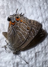 JS - STRIPED HAIRSTREAK - Satyrium liparops 1