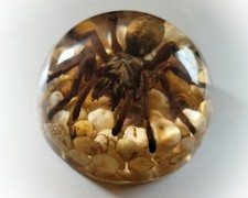 Large Spider in Resin Dome, Real Spider Paper...