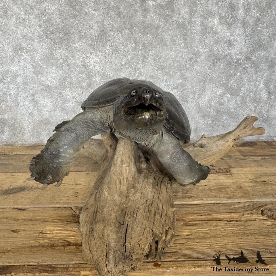 Turtle Shell Mounts #30281 WC | Common Snapping Turtle Taxidermy Mount For Sale | eBay