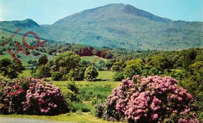 Ansichtskarte: Moel Hebog, aus Beddgelert