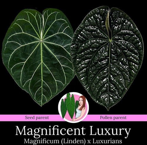 Anthurium 'Magnificent Luxury' - Magnificum (Linden) x Luxurians - Rare Aroid - Picture 10 of 10