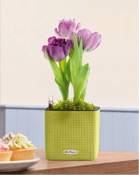 Lechuza self watering planter Cube 13385 Color 14 lime green flower pot herbs - Image 2 of 4