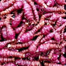 Dwarf Dutch Red Jerusalem Artichoke Sunchoke - H. tuberosus - 10 tubers - Fresh!