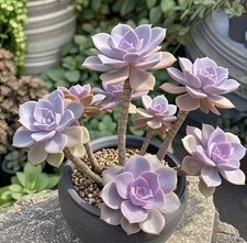 Graptopetalum, Purple Delight ,Succulent In 2”pot