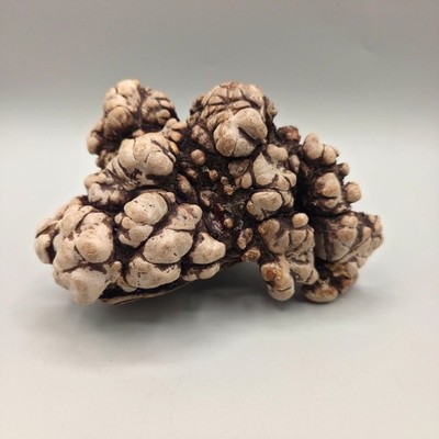 Natural Organic Root Burl Wood Sculpture Knotted Texture Rustic Decor