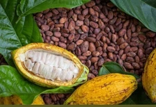 Toasted  / cacao /chemical-free organic cocoa beans /  just crush / chocolate