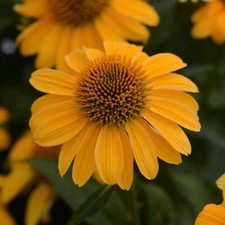 50 Grandpa Gold Coneflower Seeds Echinacea Flower Perennial Bloom Flowers 721