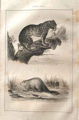 Gravur Vereinigte Staaten 1840 ''Ocelot - Biber''