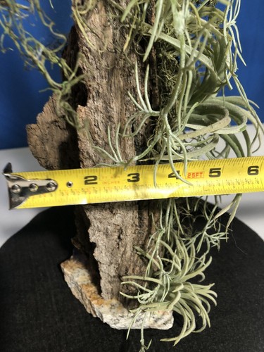 Artificial Succulent Air Plant Home Office Mounted on Real Wood Bark and Stone - Picture 14 of 22