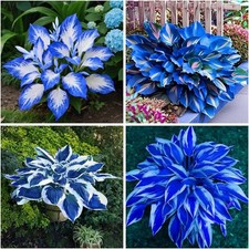 150 Hostas Seed Midnight Blue for Planting Outdoors-Rare Hostas Seeds Dark B...