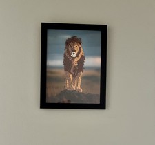 Completed Framed Diamond Art Painting Wall Shelf Art Lion Desert African
