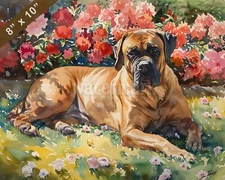 Boerboel watercolor painting in a sunny garden 8x10 Print 