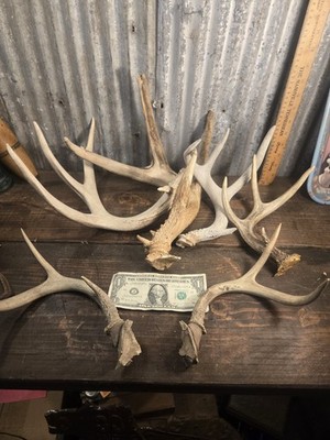 Small Size Whitetail Deer Shed Antlers Horns Elk Mule Dog Chew Toy Euro Mount