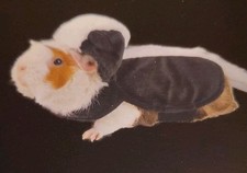 Thrills Chills Small Pet Guinea Pig Halloween Costume skunk NWT