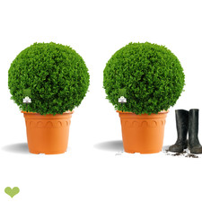 2 Stück Buchsbaum Kugel 40-45cm o. Topf - Frisch getopft 12L - optisch identisch