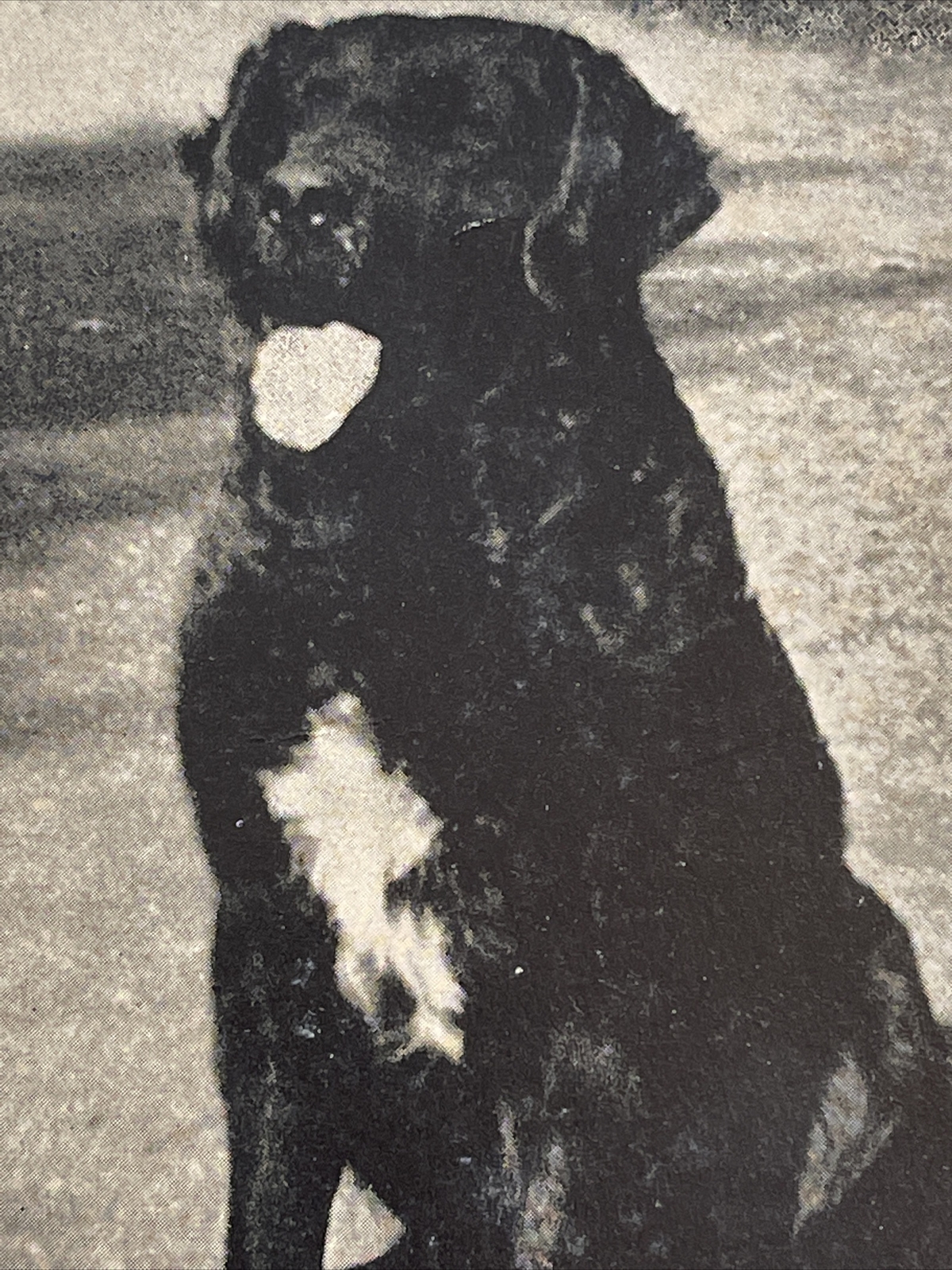 ny kennels