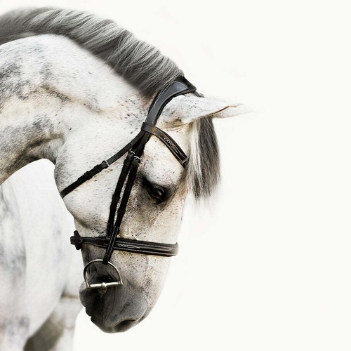 'Milan' leather bridle (convertible) - Picture 5 of 24