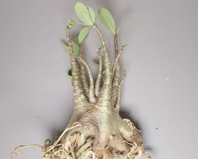 Adenium arabicum tang tong