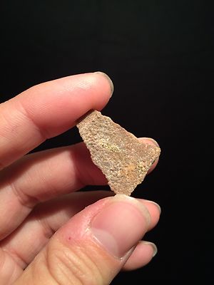 Coquille D'œuf De Dinosaure Fossile - Megaloolithus, Spécimen Pour Collection