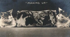 1906 Super Cute Making Up 2 Cats Looking at Each Other Kitty RPPC Rotograph Co