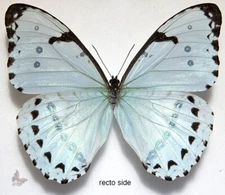 Morpho epistrophus catenaria , UNMOUNTED butterfly