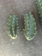 Exact 4-6 Inch Stenocereus griseus cactus cuttings plant Texas US