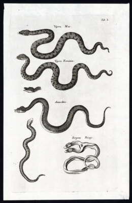 Antiker Druck-SCHLANGEN-ADDLER-VIPER-HÖRNTE VIPER-REPTIL-Jonston-Merian-1657