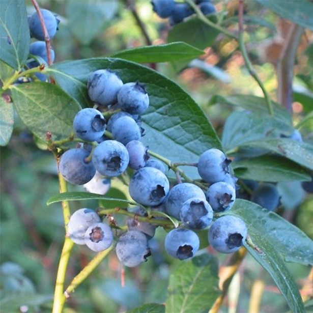 Myrtille Bluecrop en pot de 2L plant de 30-40cm arbuste fruitier très productif pour jardin