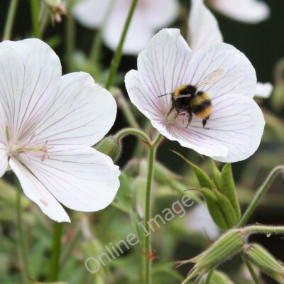 Foto 6x4 Hummel auf Geranie Bromschärpe ich glaube das ist die frühe Sorte c2010