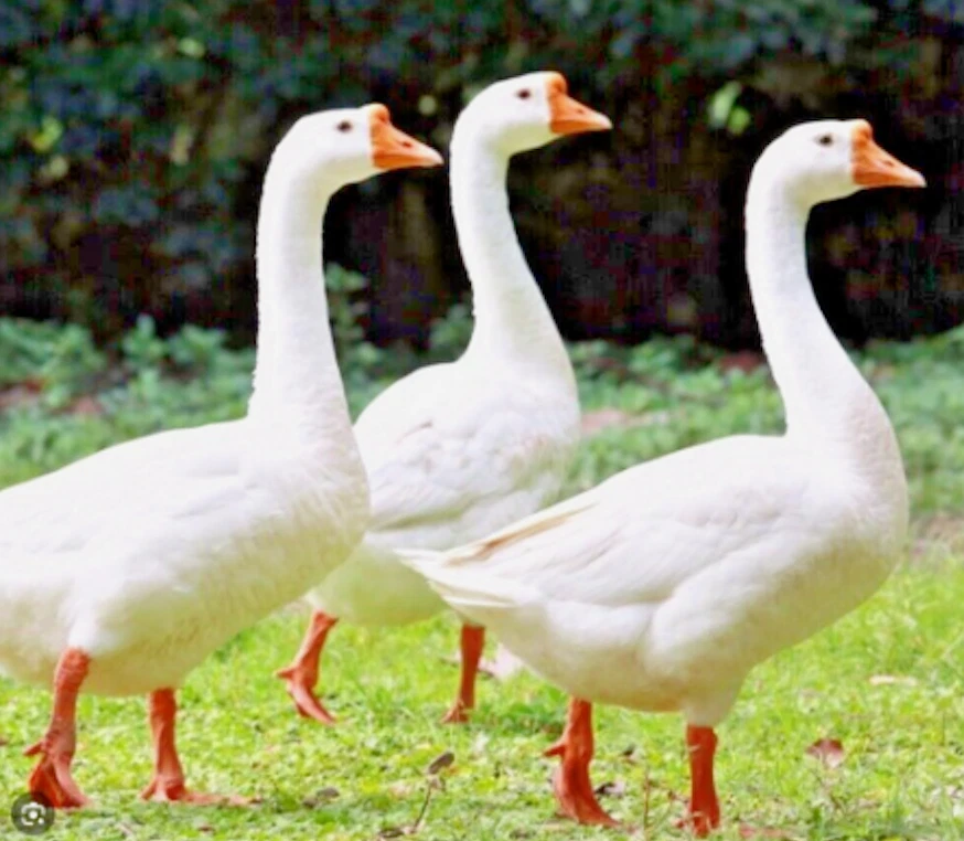 5 FERTILE HATCHING GOOSE EGGS BARNYARD RANDOM MIX POSSIBLE POMERANIAN TOULOUSE + - Image 4 of 4