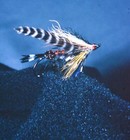 6 Stereo Realist 3D slides - Fly Fishing Lures Harry Richards RBT mounts - H73R — photo 9