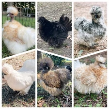12 Silkie, Satin, Showgirl, Frizzle Fertile Chicken Eggs- NPIP certified